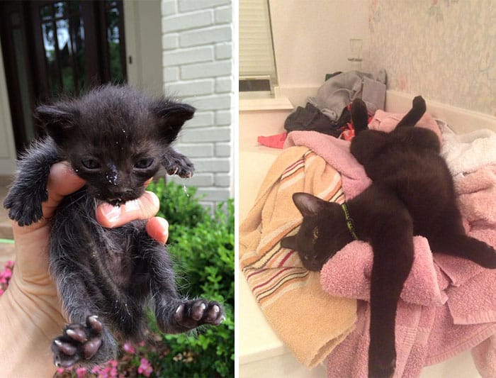 rescue-cat-abandoned-before-after-25__700