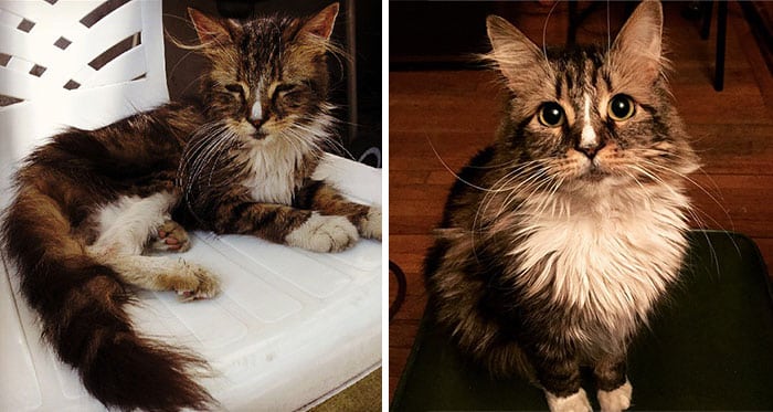 rescue-cat-abandoned-before-after-44__700