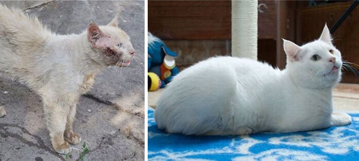 rescue-cat-abandoned-before-after-92__700