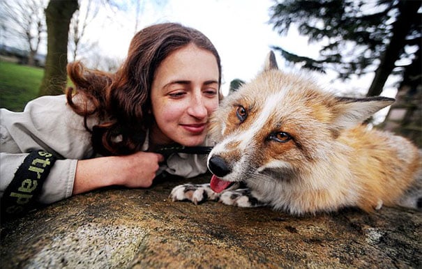rescued-tame-pet-fox-cub-todd-emma-dsylva-2