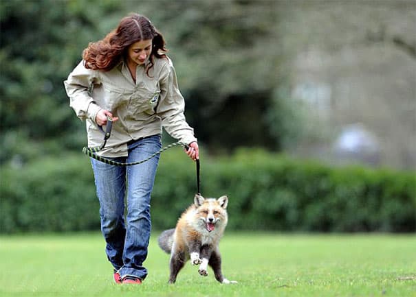 rescued-tame-pet-fox-cub-todd-emma-dsylva-7