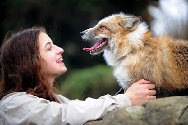 rescued-tame-pet-fox-cub-todd-emma-dsylva-8