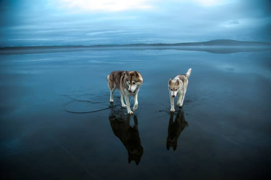 siberian-husky-frozen-lake-dog-photos-fox-grom-10