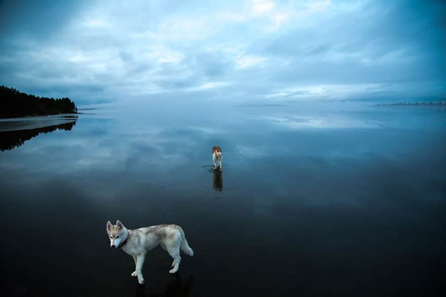 siberian-husky-frozen-lake-dog-photos-fox-grom-11