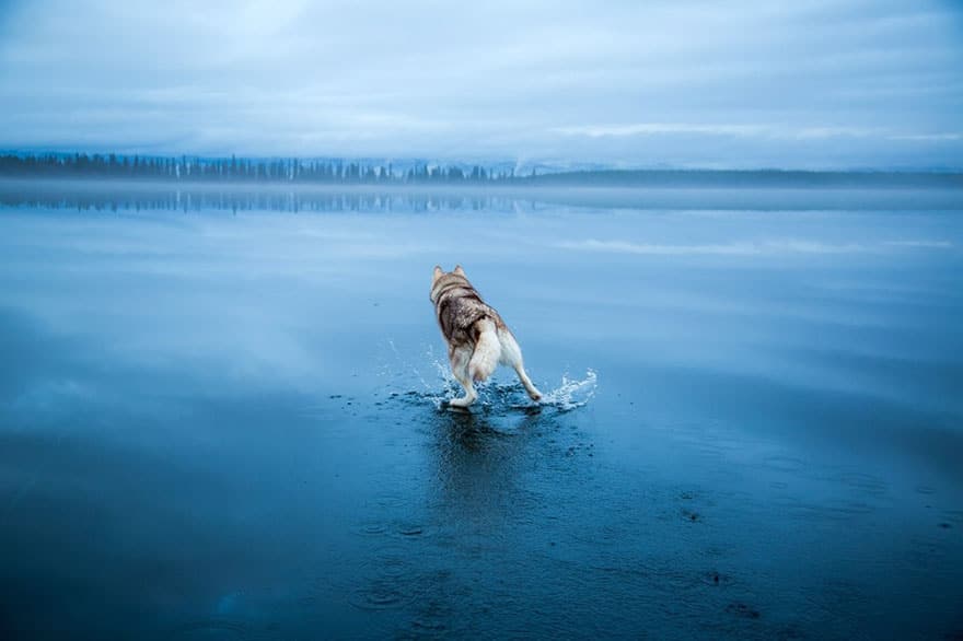 siberian-husky-frozen-lake-dog-photos-fox-grom-12