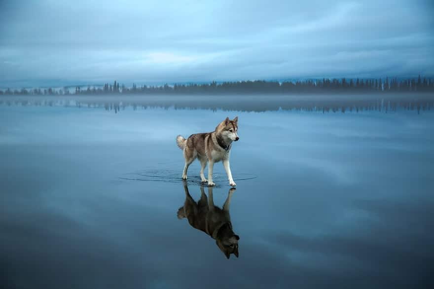 siberian-husky-frozen-lake-dog-photos-fox-grom-15