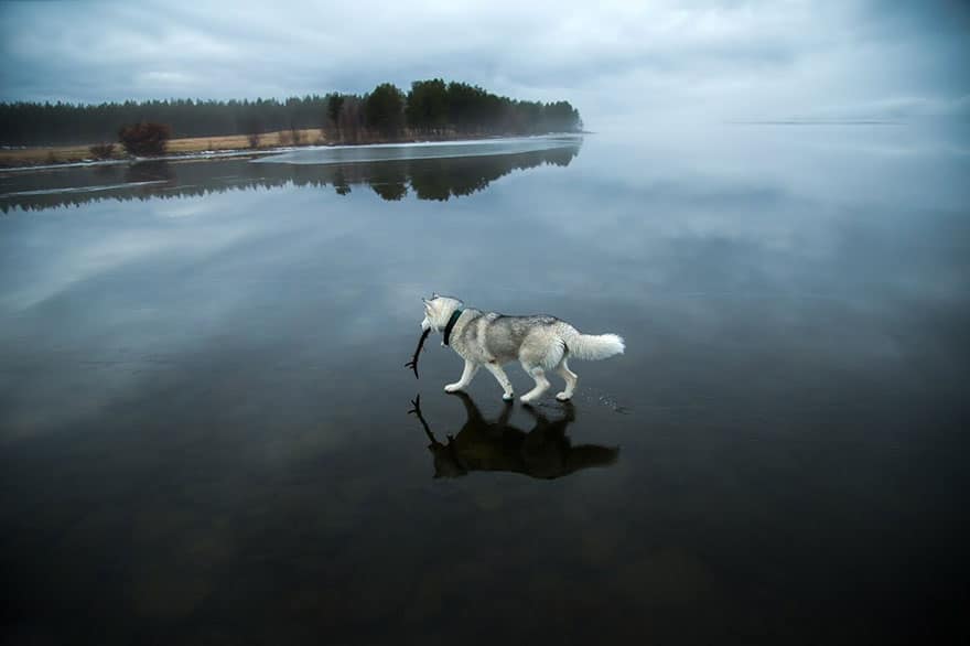 siberian-husky-frozen-lake-dog-photos-fox-grom-5
