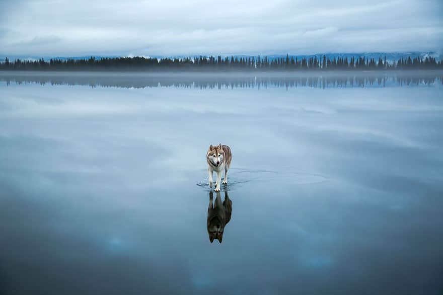siberian-husky-frozen-lake-dog-photos-fox-grom-8