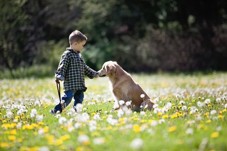 smiley-blind-therapy-dog-golden-retriever-stacey-morrison-4