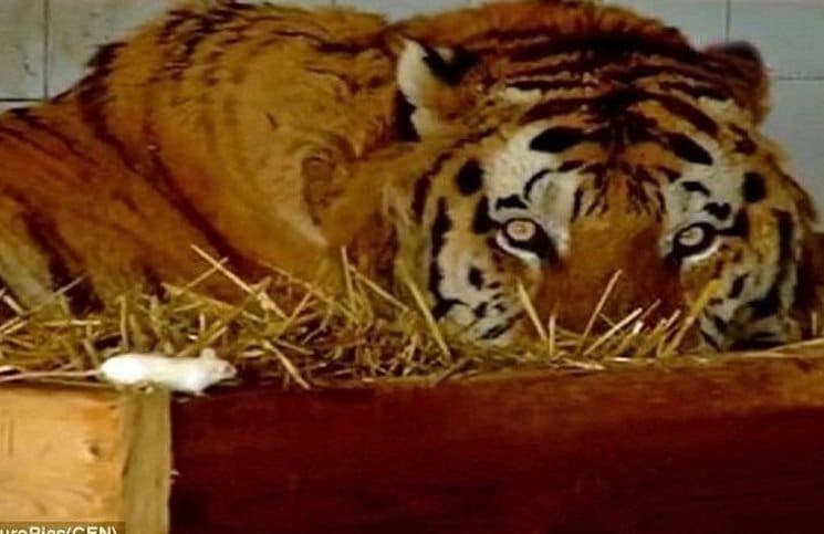 Επειδή αυτή ο τίγρης είχε κατάθλιψη, του έδωσαν να φάει ένα ποντίκι για σνακ. Διαβάστε όμως τι έγινε.