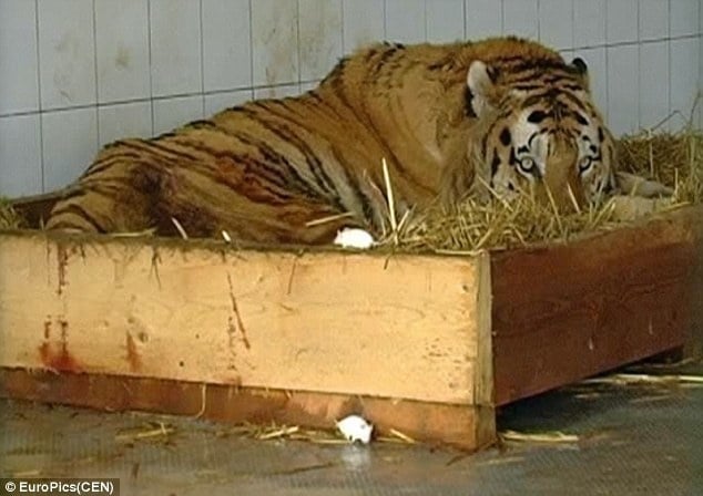 Επειδή αυτή ο τίγρης είχε κατάθλιψη, του έδωσαν να φάει ένα ποντίκι για σνακ. Διαβάστε όμως τι έγινε.