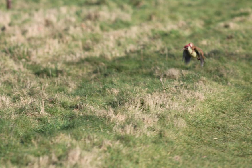 νυφίτσα-ιππασία-δρυοκολάπτης άγριας ζωής-φωτογραφία-Martin-le-Μάιος-2