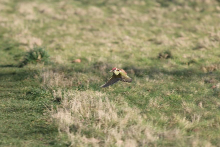 νυφίτσα-ιππασία-δρυοκολάπτης άγριας ζωής-φωτογραφία-Martin-le-Μάιος-3