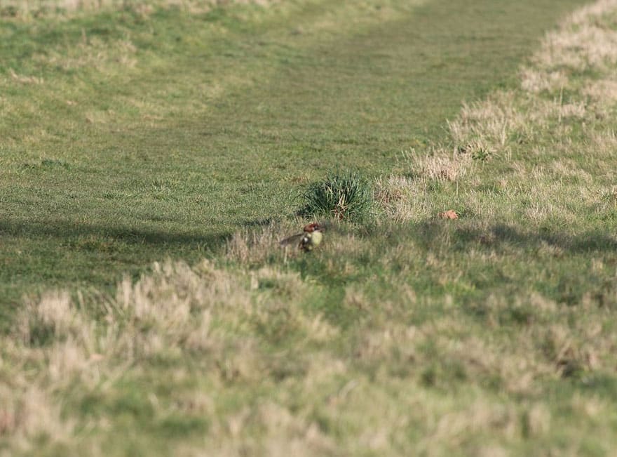 νυφίτσα-ιππασία-δρυοκολάπτης άγριας ζωής-φωτογραφία-Martin-le-Μάιος-4