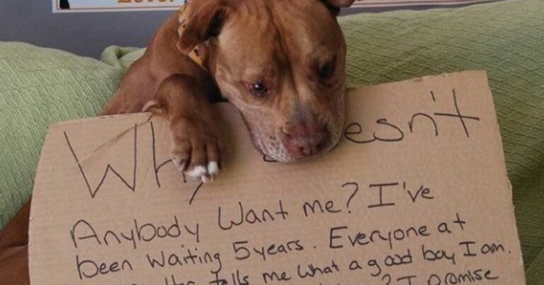 Δεν ήθελαν να το υιοθετήσουν. Μέχρι που κάποιοι δημοσίευσαν αυτή τη φωτογραφία