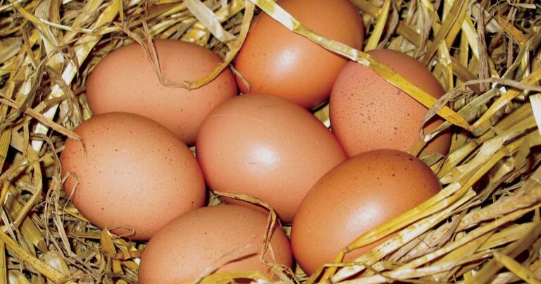 Αυτό είναι το κόλπο για να αναγνωρίζετε αν τα αυγά είναι φρέσκα!