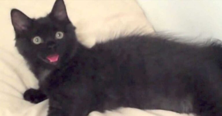 Έπιασαν στα πράσα αυτή την γάτα να κάνει το πιο αστείο πράγμα! Ετοιμαστείτε να γελάσετε!