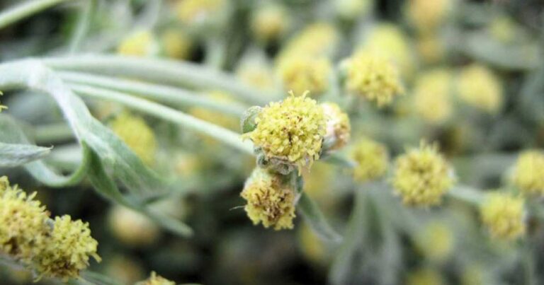 Η Αρτεμισία (Αψιθιά) σκοτώνει το 98% των καρκινικών κυττάρων του μαστού σε 16 ώρες