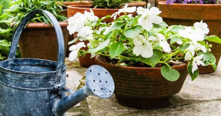 Δείτε πως θα μεγαλώσουν τα φυτά σας πιο γρήγορα!