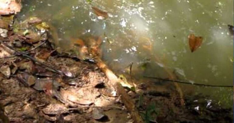 Σκούντηξε ένα μυστηριώδες ερπετό με ένα ξύλο. Έπρεπε όμως να το σκεφτεί δεύτερη φορά πριν το κάνει