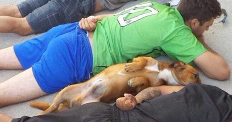 Η φωτογραφία του σκύλου που παραδίνεται στην αστυνομία όπως το αφεντικό του!