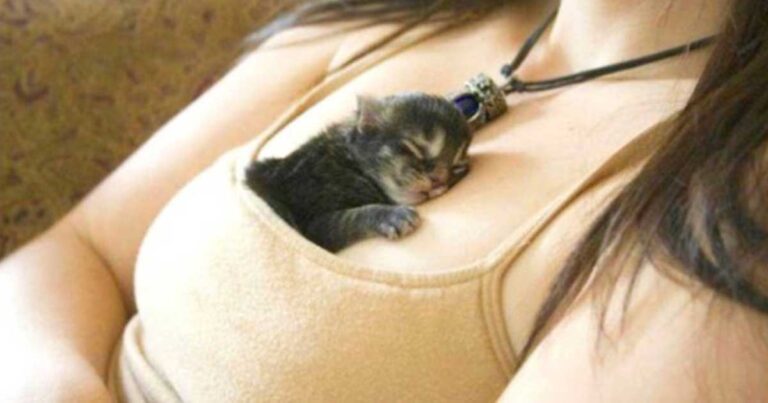 25 μέρη που σίγουρα δεν περιμένεις να βρεις την γάτα σου