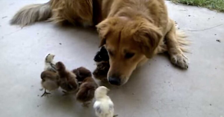 Ο σκύλος του βρήκε 10 μικρά κοτοπουλάκια στην αυλή. Η αντίδραση του σκύλου σίγουρα θα σας φτιάξει την διάθεση!