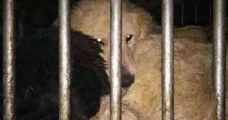 Σταμάτησαν αυτό το φορτηγό. Δεν φανταζόντουσαν ότι θα αντίκριζαν αυτό το θέαμα…