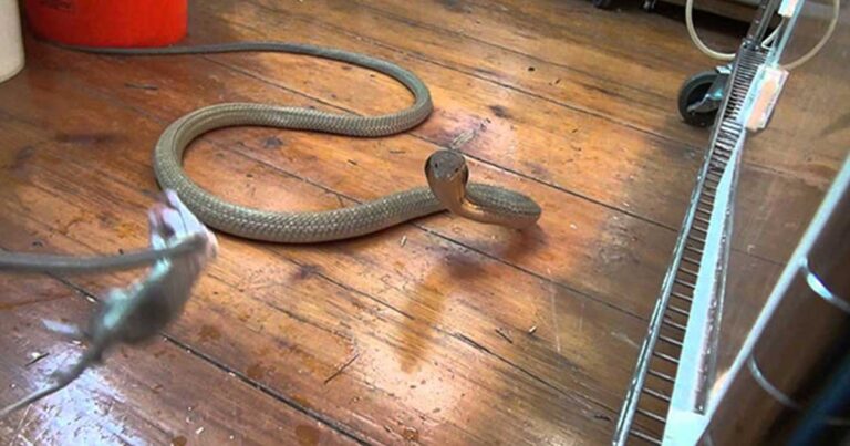 Ιδιοκτήτης προσπαθεί να ταΐσει την νευριασμένη βασιλική κόμπρα του