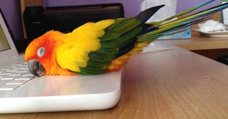 25 ζώα που αγαπούν την ζέστη περισσότερο από τίποτα άλλο!