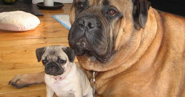 35 αξιαγάπητα ζώα παρέα με την μικρότερη έκδοση τους!