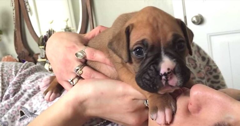 Χάιδευε το νεογέννητο σκυλάκι της όταν αυτό την ξάφνιασε ευχάριστα με ένα όμορφο τρόπο!