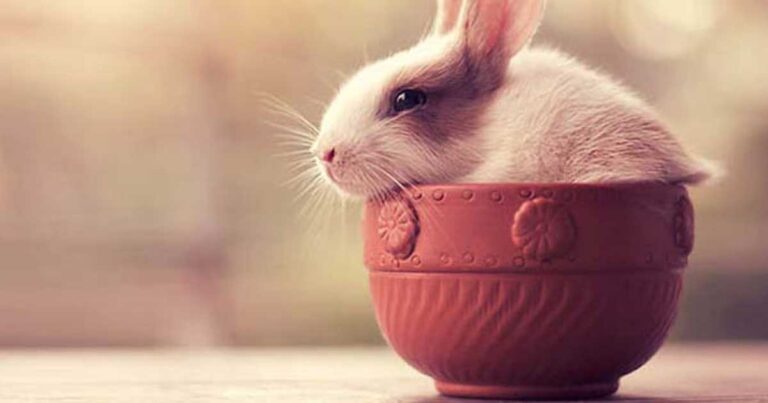 20 απίθανες φωτογραφίες από κουνέλια!