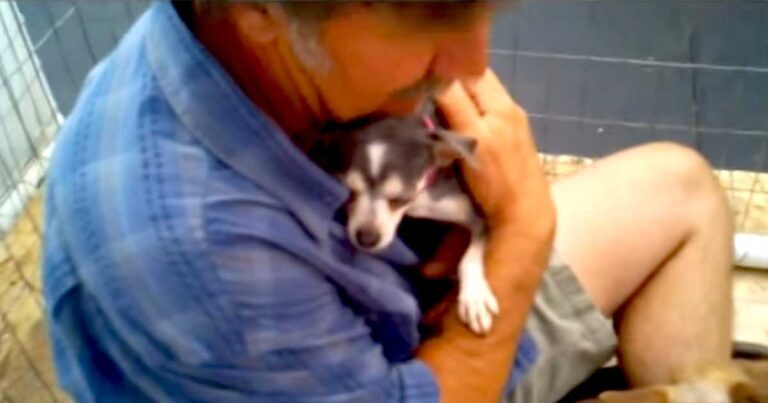 Κακοποιημένo σκυλάκι το παίρνει εθελοντής αγκαλιά για πρώτη φορά. Δείτε τις τρυφερές στιγμές.
