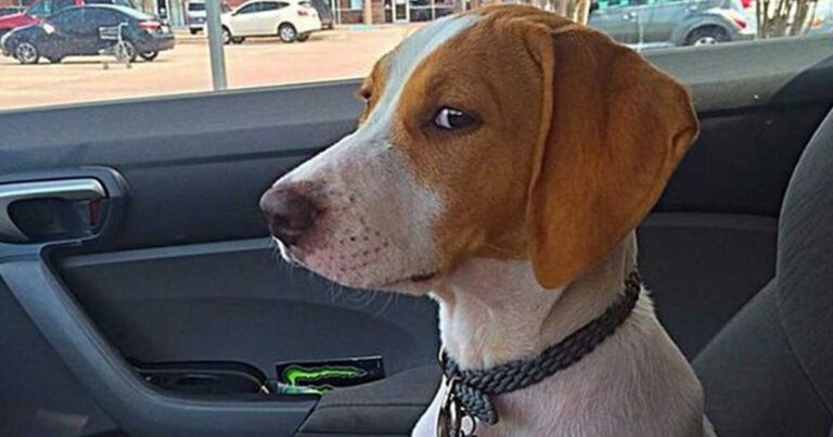 Αξιολάτρευτα κατοικίδια που δεν είναι ψυχολογικά έτοιμα να πάνε στον κτηνίατρο!