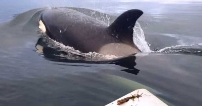 Μια παρέα αγοριών βγήκε ανοιχτά με μια μικρή βάρκα και έπεσε πάνω σε ένα κοπάδι από μικρές φάλαινες!