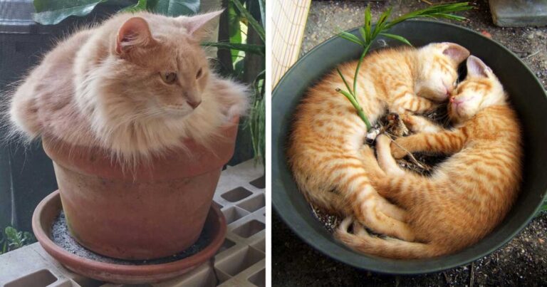 18 γάτες που νομίζουν ότι είναι… γλάστρες!