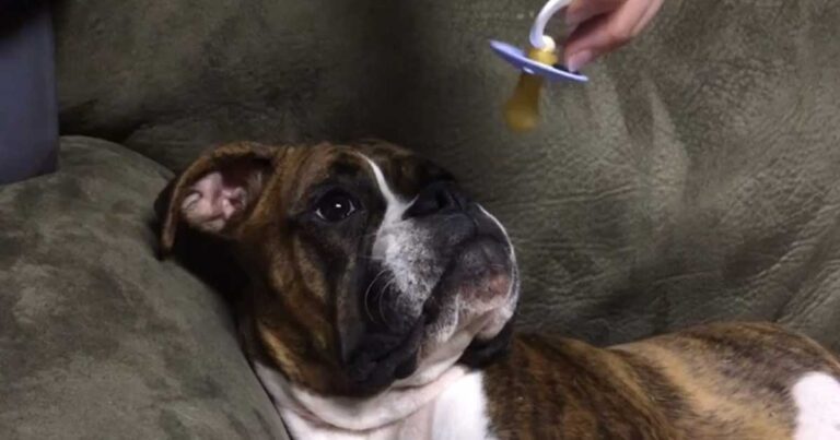 Δεν μπορεί να κοιμηθεί η σκυλίτσα του το βράδυ εάν δεν κάνει αυτό!