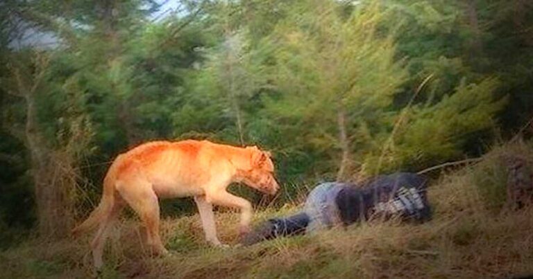 Μια κοπέλα ξάπλωσε “αναίσθητη” στο έδαφος. Κοιτάξτε τι κάνει το αδέσποτο σκυλί…