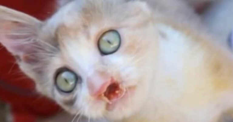 Πολλοί είπαν ότι αυτή η γάτα είναι ένα τέρας. Δείτε όμως τι απίστευτο έκανε ένα μικρό κορίτσι…