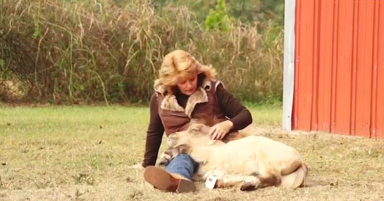 Αρνήθηκε όταν της είπαν να μην φρόντισει αυτό το παράξενο άλογο