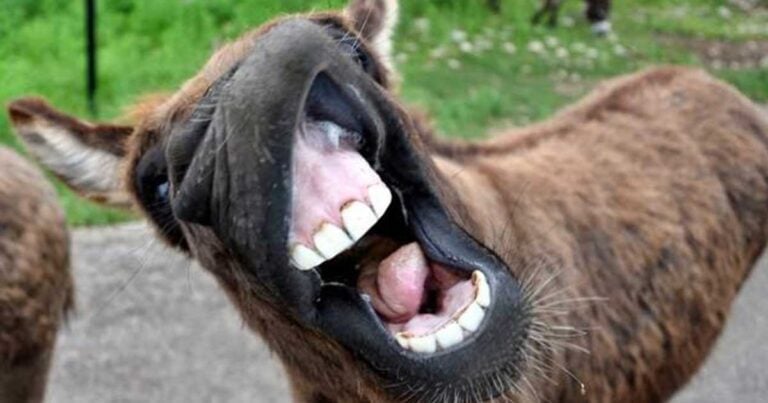 ΑΝΕΚΔΟΤΟ:  Ο γάιδαρος, ο φούρναρης και το μηχανάκι!