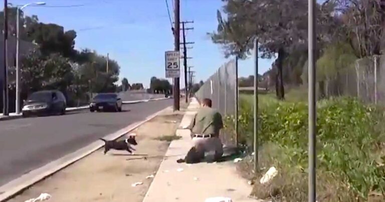 Αποφάσισε να πιάσει αυτό το μικρό κουταβάκι. Τώρα δείτε την μαμά σκυλίτσα…