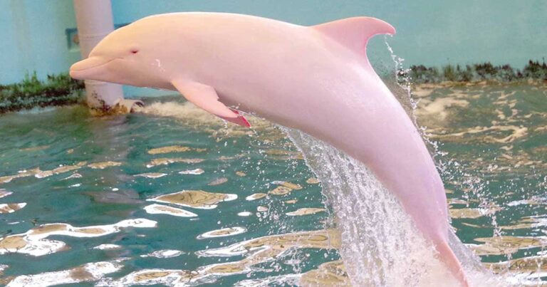 To σπάνιο ροζ δελφίνι φυλακισμένο σε ενυδρείο της Ιαπωνίας