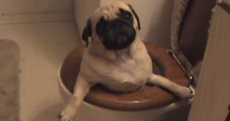 32 αξιολάτρευτα ζώα εγκλωβισμένα κατά λάθος στα πιο παράξενα μέρη!