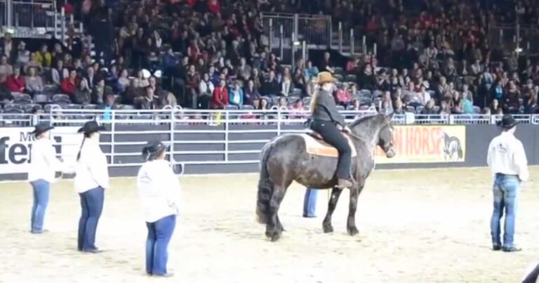 Άλογο ξετρελαίνει το κοινό με τις χορευτικές του κινήσεις!