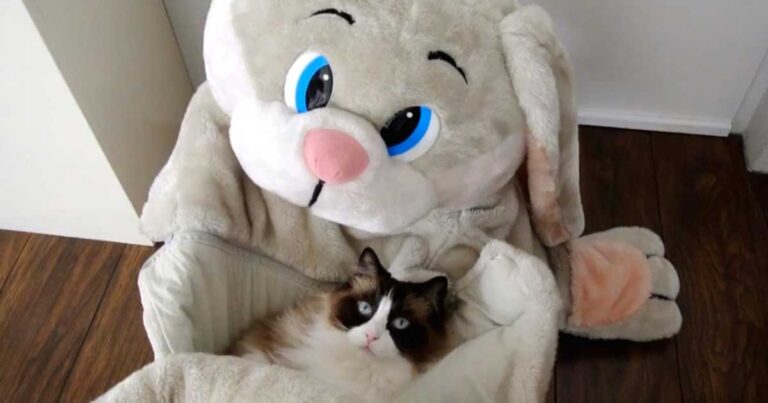 Αγόρασε στην γάτα του έναν υπνόσακο! Η αντίδραση της γάτας είναι πραγματικά ξεκαρδιστική!