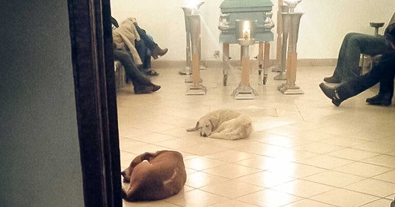 Αδέσποτοι σκύλοι εμφανίστηκαν στα ξαφνικά στην κηδεία της γυναίκας που τα τάϊζε. Δείτε το συγκλονιστικό βίντεο.