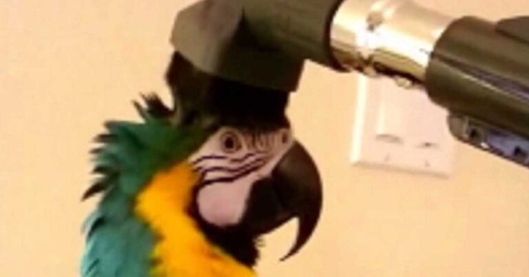Έβαλαν μια ηλεκτρική σκούπα πάνω από το κεφάλι ενός παπαγάλου. Πρέπει να δείτε πως αντέδρασε!