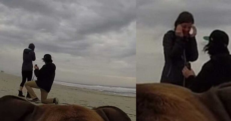 Έβαλε μια κρυφή κάμερα στο σκύλο του και της έκανε πρόταση γάμου!